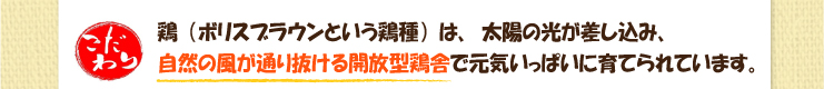 夕焼けほっぺ　赤たまご　鶏（ボリスブラウンという鶏種）は、太陽の光が差し込み、
自然の風が通り抜ける開放型鶏舎で元気いっぱいに育てられています。
　